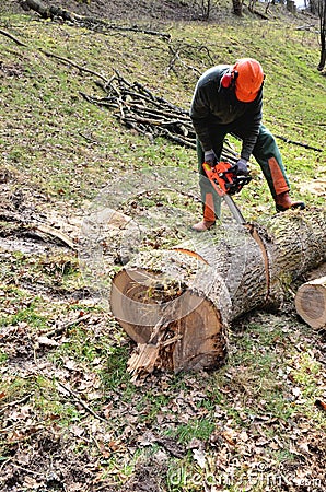 Chop down trees Stock Photo