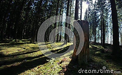 Chopped down tree trunk in conifer forest Stock Photo