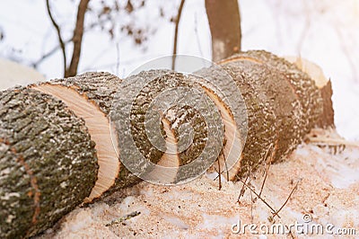 chopped firewood Stock Photo