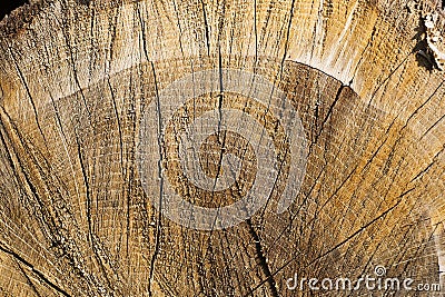 Chopped lumber in the sun with rough shadowy surface Stock Photo