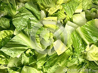 Chopped romaine lettuce Stock Photo