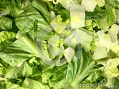 Chopped romaine lettuce Stock Photo