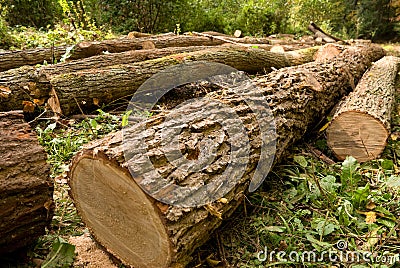 Chopped trees Stock Photo