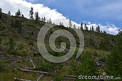 Chopped Trees on a Mountain Stock Photo