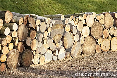 Chopped wood logs for sale use in fire place at home stored on forest woods green biomass energy Stock Photo