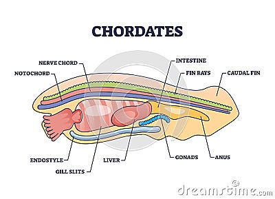 Chordates zoology with detailed inner anatomy structure outline diagram Vector Illustration