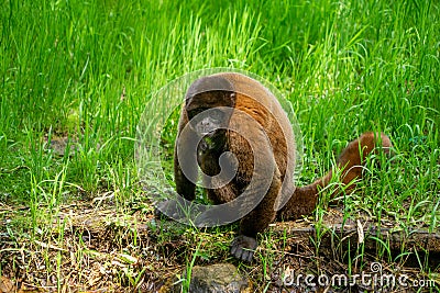 Chorongo Monkey, Amazonia, Ecuador Stock Photo