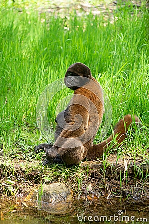 Chorongo Monkey, Amazonia, Ecuador Stock Photo