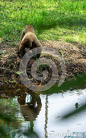 Chorongo Monkey, Amazonia, Ecuador Stock Photo