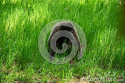 Chorongo Monkey, Amazonia, Ecuador Stock Photo