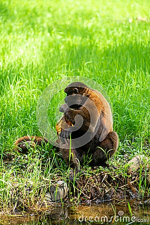 Chorongo Monkey, Amazonia, Ecuador Stock Photo