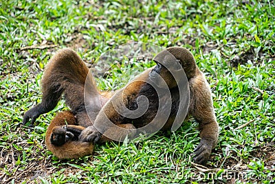 Chorongo Monkey, Amazonia, Ecuador Stock Photo