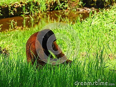 Chorongo Monkey, Amazonia, Ecuador Stock Photo