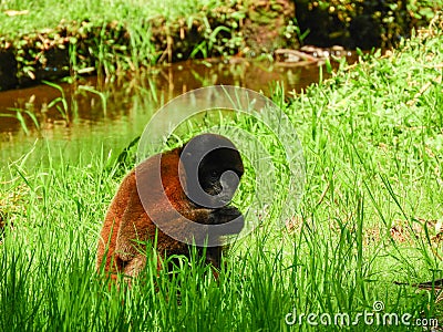 Chorongo Monkey, Amazonia, Ecuador Stock Photo