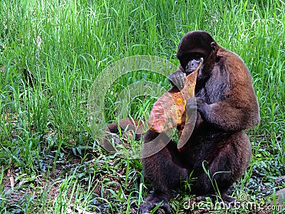 Chorongo Monkey, Amazonia, Ecuador Stock Photo