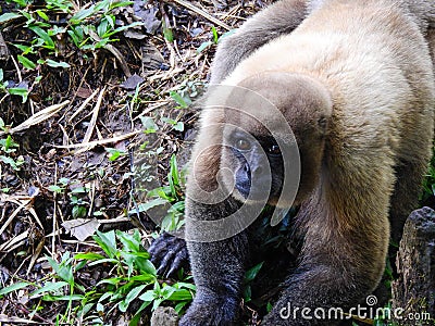 Chorongo Monkey, Amazonia, Ecuador Stock Photo
