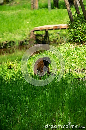 Chorongo Monkey, Amazonia, Ecuador Stock Photo