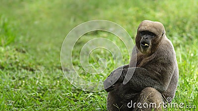 Chorongo monkey eating sitting in a green field. Common names: Woolly monkey, Chorongo monkey. Scientific name: Lagothrix Stock Photo