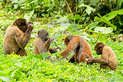 Chorongo Monkey Family Stock Photo