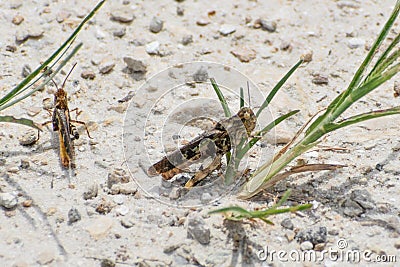 brown grasshopper in the sand Stock Photo