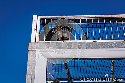 Mantled guereza in Silesian Zoological Garden in Chorzow, Poland Editorial Stock Photo