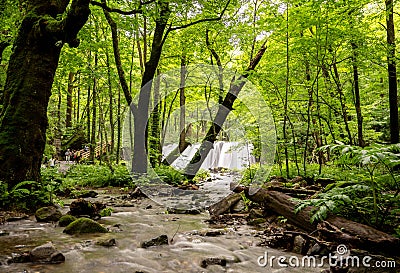 Choshi Waterfall on the Oirase Stream, surrounded by a lush green forest in Aomori, Japan Stock Photo