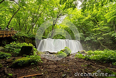 Choshi Waterfall plunges gracefully into the Oirase Stream, enveloped by Aomori's dense, verdant forest. Stock Photo