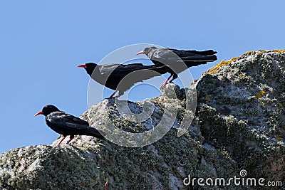 Three Chough captured on a rock Pyrrhocorax pyrrhocorax Stock Photo