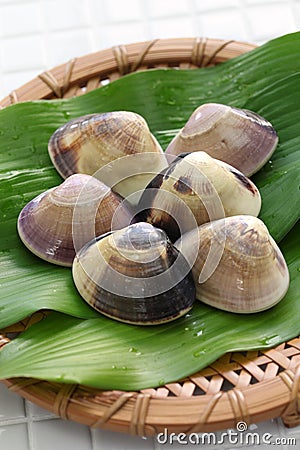 Chousen hamaguri, japanese clams Stock Photo