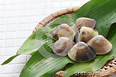 Chousen hamaguri, japanese clams Stock Photo