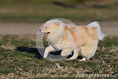 Chow Chow Stock Photo