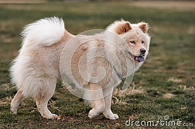 Chow chow Stock Photo