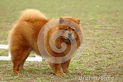 Chow Chow Stock Photo