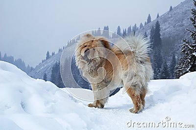 Chow-chow dog Stock Photo