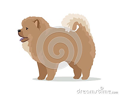 Chow-Chow Dog Breed Vector Flat Design Illustration Vector Illustration