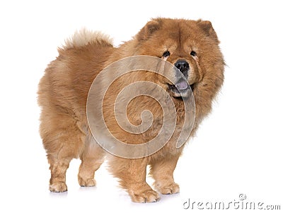 Chow chow dog Stock Photo