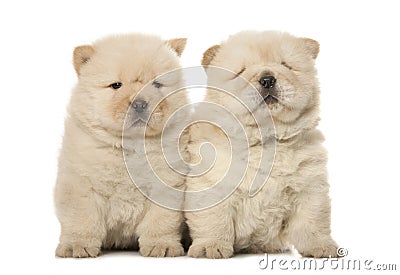 Chow-chow puppies Stock Photo