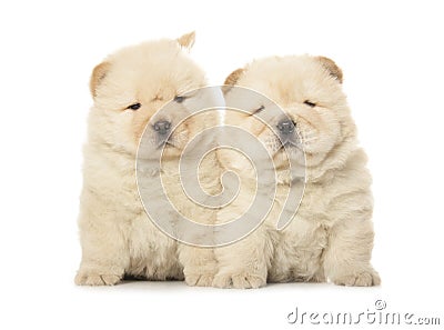 Chow-chow puppies Stock Photo