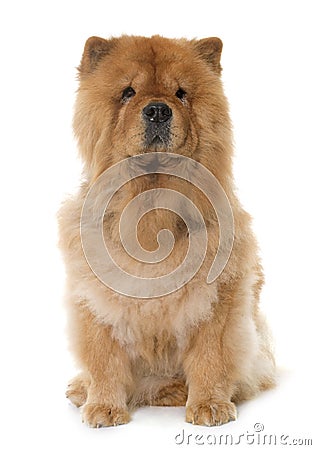 Chow chow in studio Stock Photo