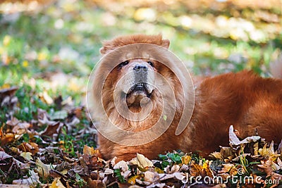 Chow chow dog lying obediently in autumn forest Stock Photo