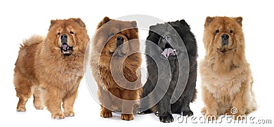 Chow chow dogs Stock Photo