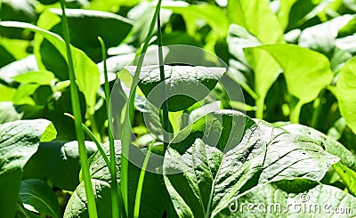 Choy or bok choy Stock Photo