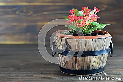 Christ thorn, Crown of thorns, Christ plant or Euphorbia milii Stock Photo