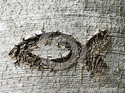 Christian symbol ichthys fish, scratched in a tree bark Stock Photo
