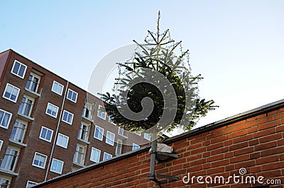 CHRISTMA TREE DECOATTION ON ALLEEN Stock Photo