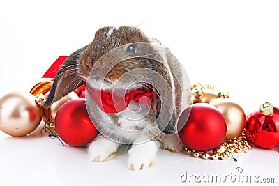 Christmas animals. Cute christmas rabbit. Rabbit bunny lop celebrate christmas with xmas bauble ornaments on isolated Stock Photo