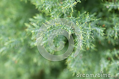Christmas background, Pine tree background, closeup Stock Photo