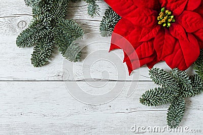 Christmas background with Poinsettia and fir tree branches Stock Photo