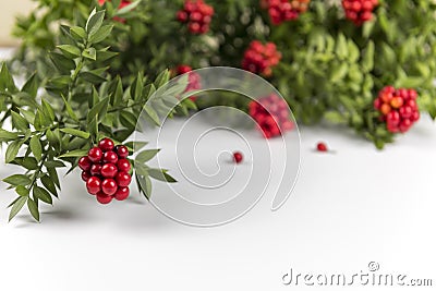 Christmas background with Red Kokina Flower. Stock Photo