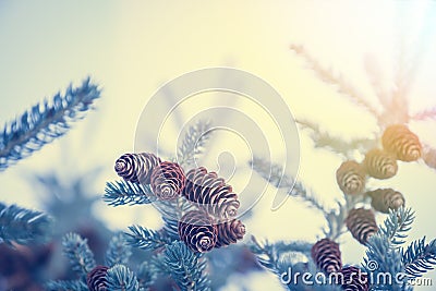 Christmas background with snow covered frozen fir tree with cones in blue tint colors and copy space Stock Photo